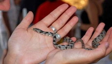 Вчені вивчать «диво теплокровних змій» на острові Кефалонія