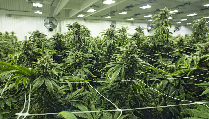Commercial cannabis cultivation. Photo: "Gordon"