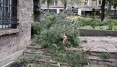 Lightning strikes a tree in the yard of Bulgarian Church's Holy Synod